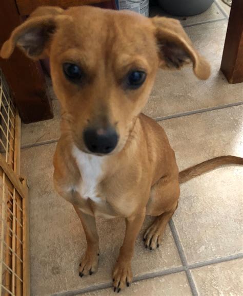 mesquite animal shelter|mesquite nevada animal shelter adoptable pets.